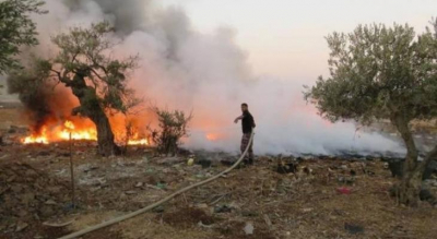 حرق مئات أشجار الزيتون جنوب نابلس على يد المستوطنين